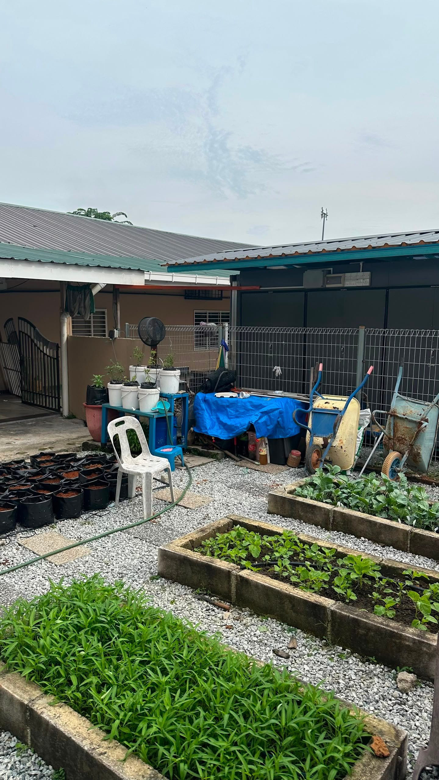 Kebun Komuniti Pertanian - gambar 2